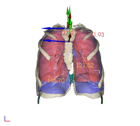 Lung and thorax models