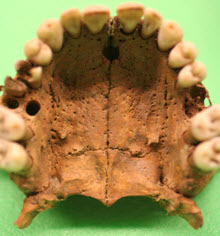 dune skull